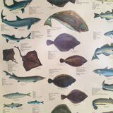 Vintage marine wildlife poster, 80s