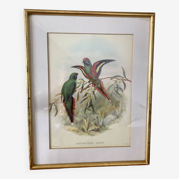 Old poster of birds in its original frame