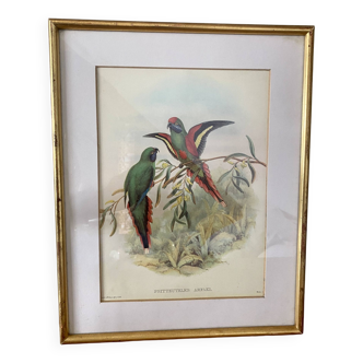 Old poster of birds in its original frame