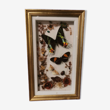 Vintage naturalized butterfly frame