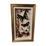 Vintage naturalized butterfly frame