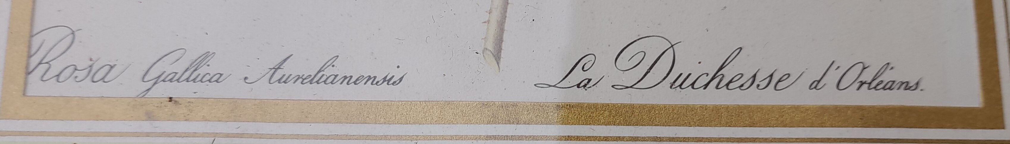 Botanical poster Rosa Gallica Aurelianensis The Duchess of Orleans 34 X 26,5 cm