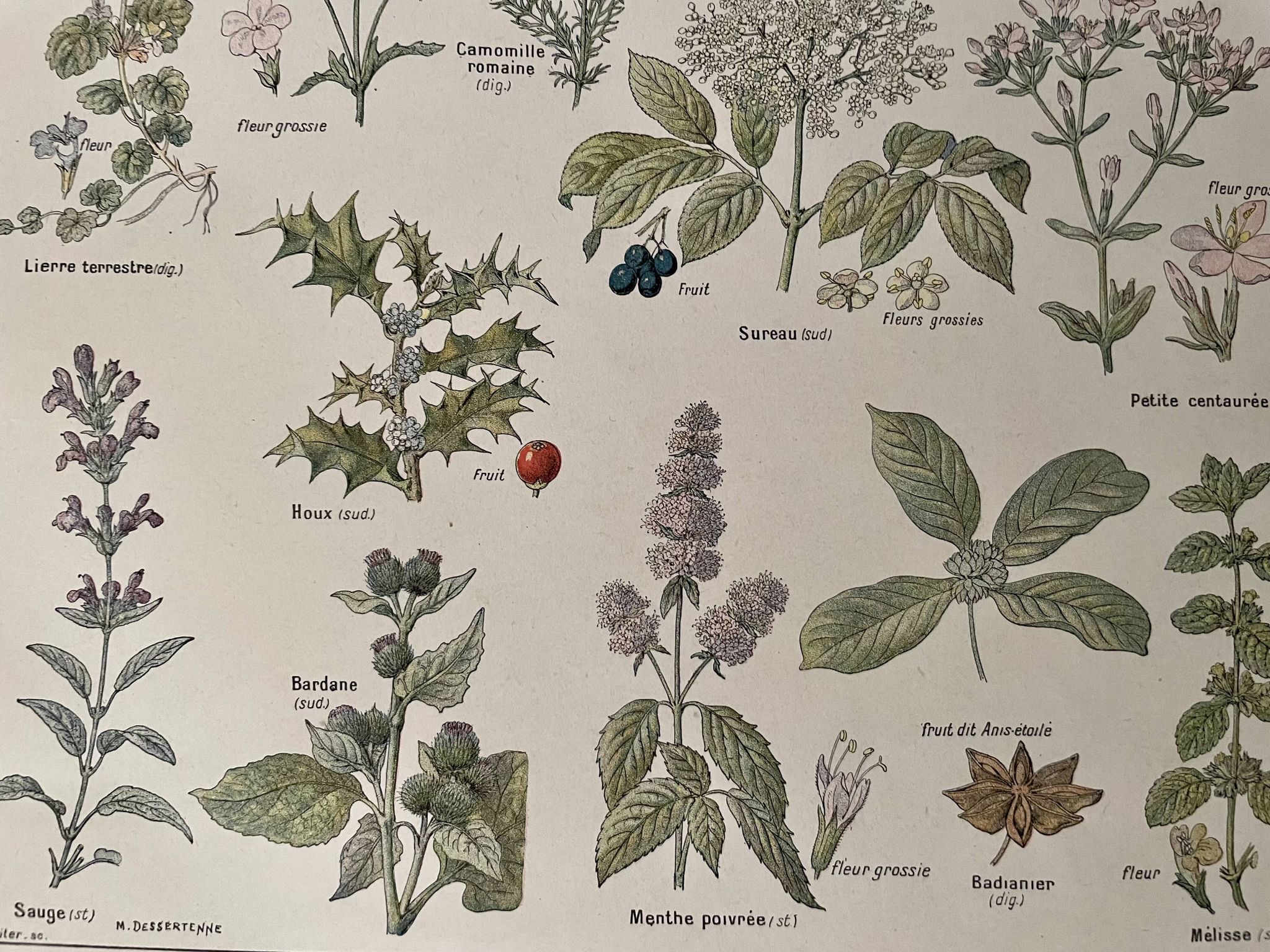 Lithograph medicinal plants (XXV) Chervil Sage Melissa - 1920