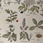 Lithograph medicinal plants (XXV) Chervil Sage Melissa - 1920