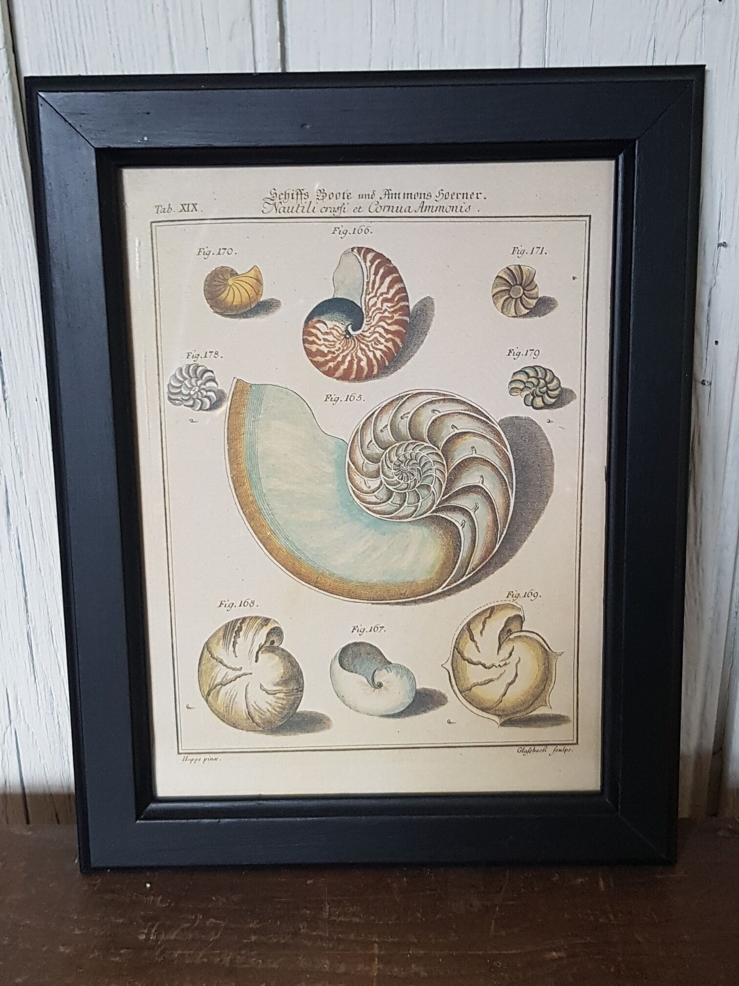 Poster botanical plank "shells" black frame