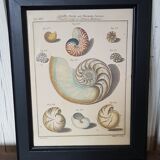 Poster botanical plank "shells" black frame