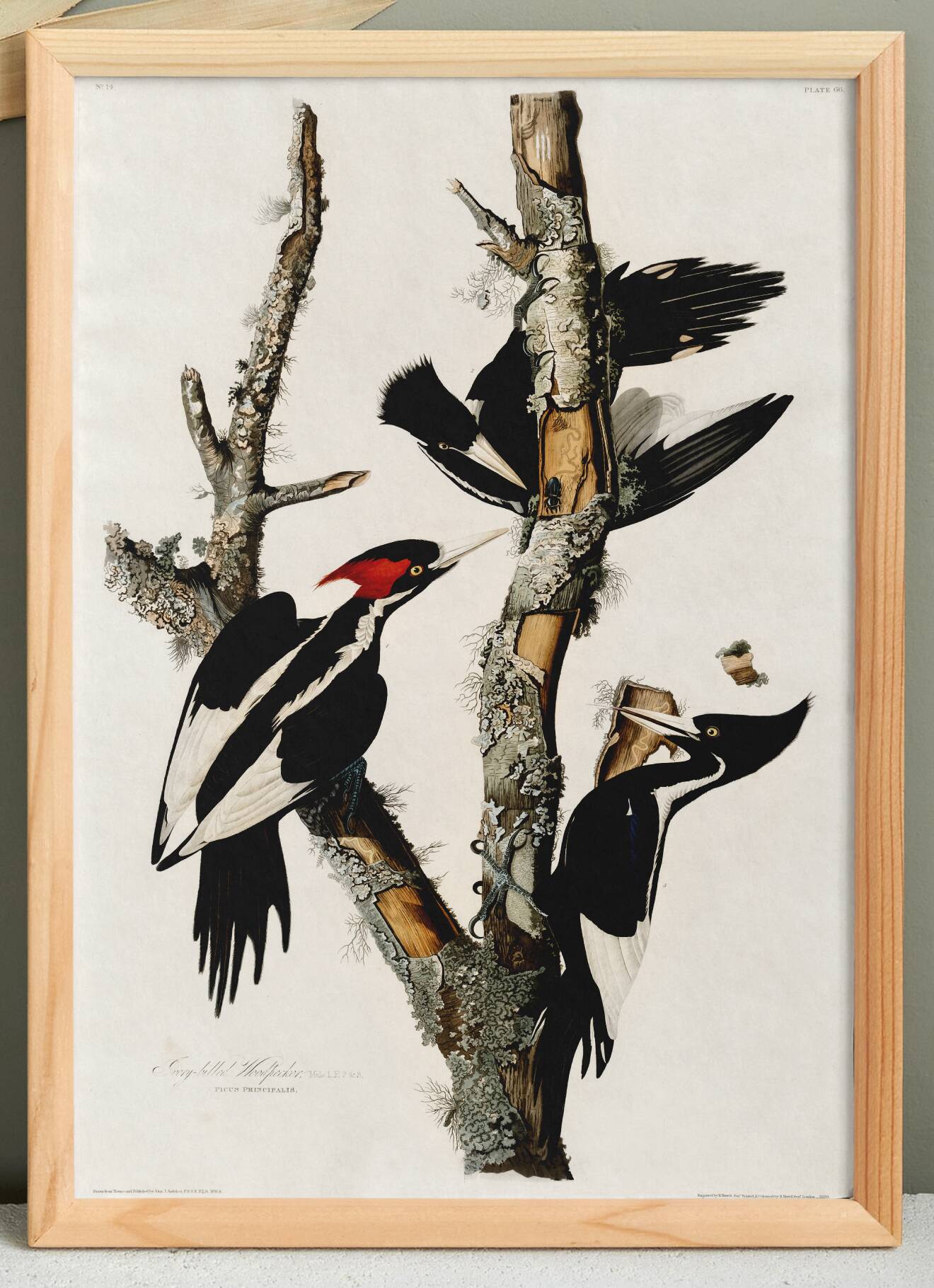 Poster about the Ivory-billed Woodpecker, based on an old engraving from 1827.