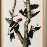 Poster about the Ivory-billed Woodpecker, based on an old engraving from 1827.
