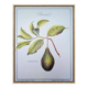 Imprimée en 1986, l'avocatier, planche botanique