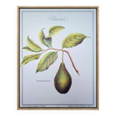 Imprimée en 1986, l'avocatier, planche botanique