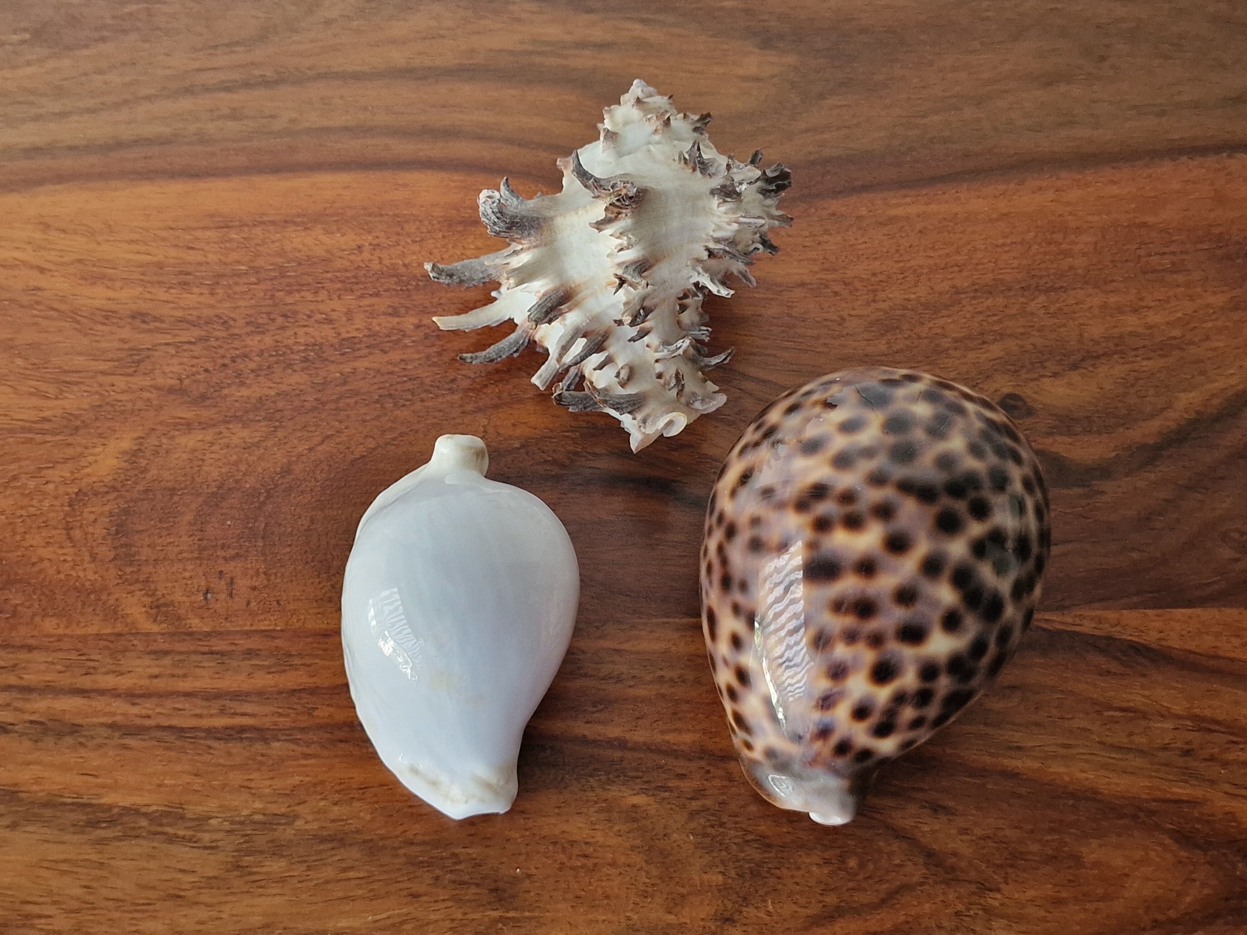 Ancient shell collection