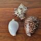 Ancient shell collection