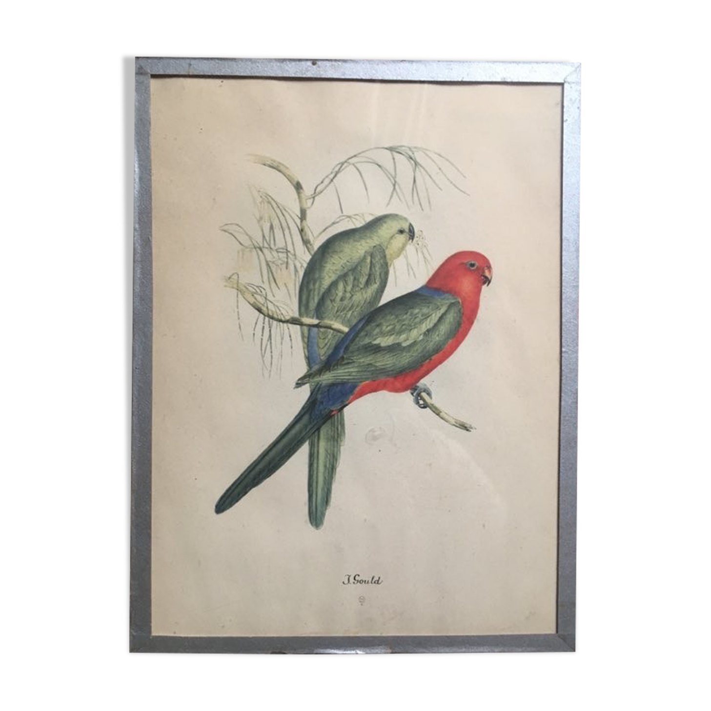 Ornithological engraving by J.Gould.