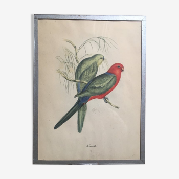 Ornithological engraving by J.Gould.
