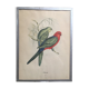 Ornithological engraving by J.Gould.