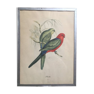Ornithological engraving by J.Gould.
