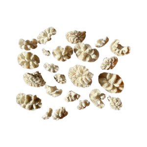 23 coraux blancs fleur