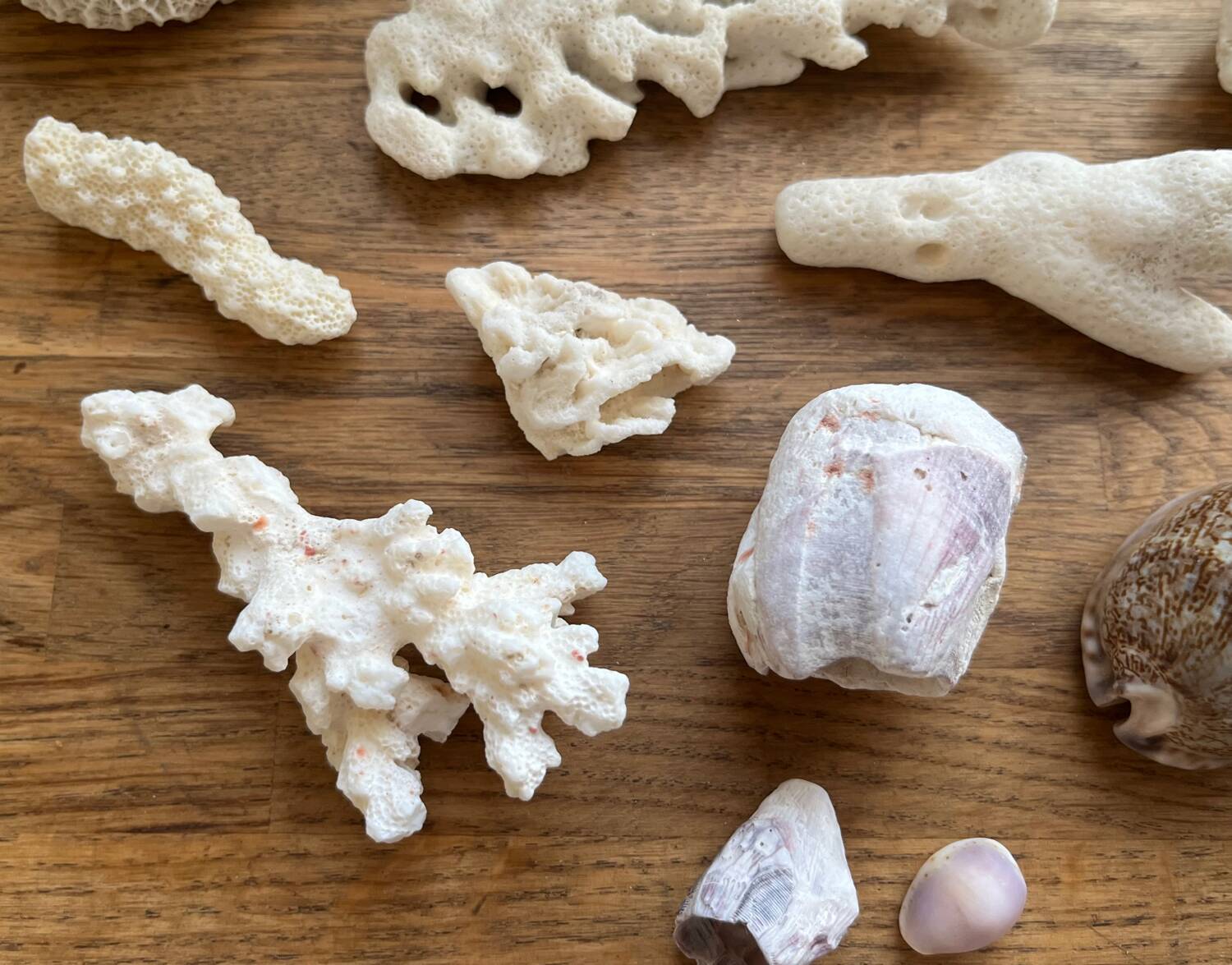 Set of natural shells and corals