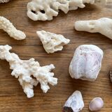 Set of natural shells and corals