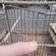 Cage à oiseaux ancienne