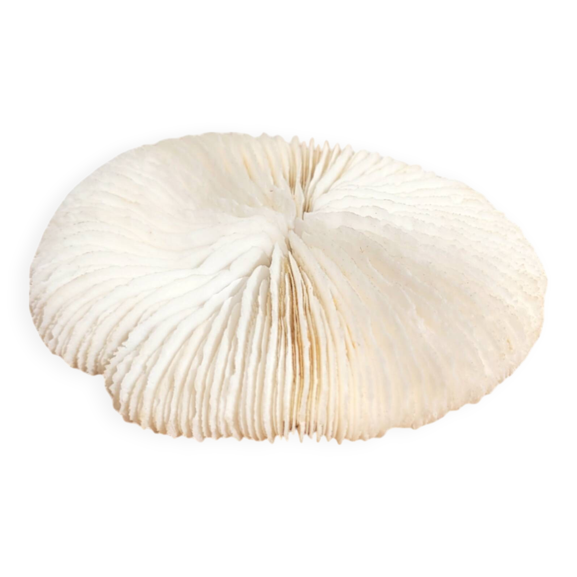 Ancient Coral Fungia or Shark Cushion