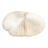 Ancient Coral Fungia or Shark Cushion