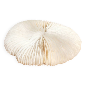 Ancient Coral Fungia or Shark Cushion