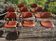 Set of 8 armchairs and chairs 420-44 Strafor-Steelcase
