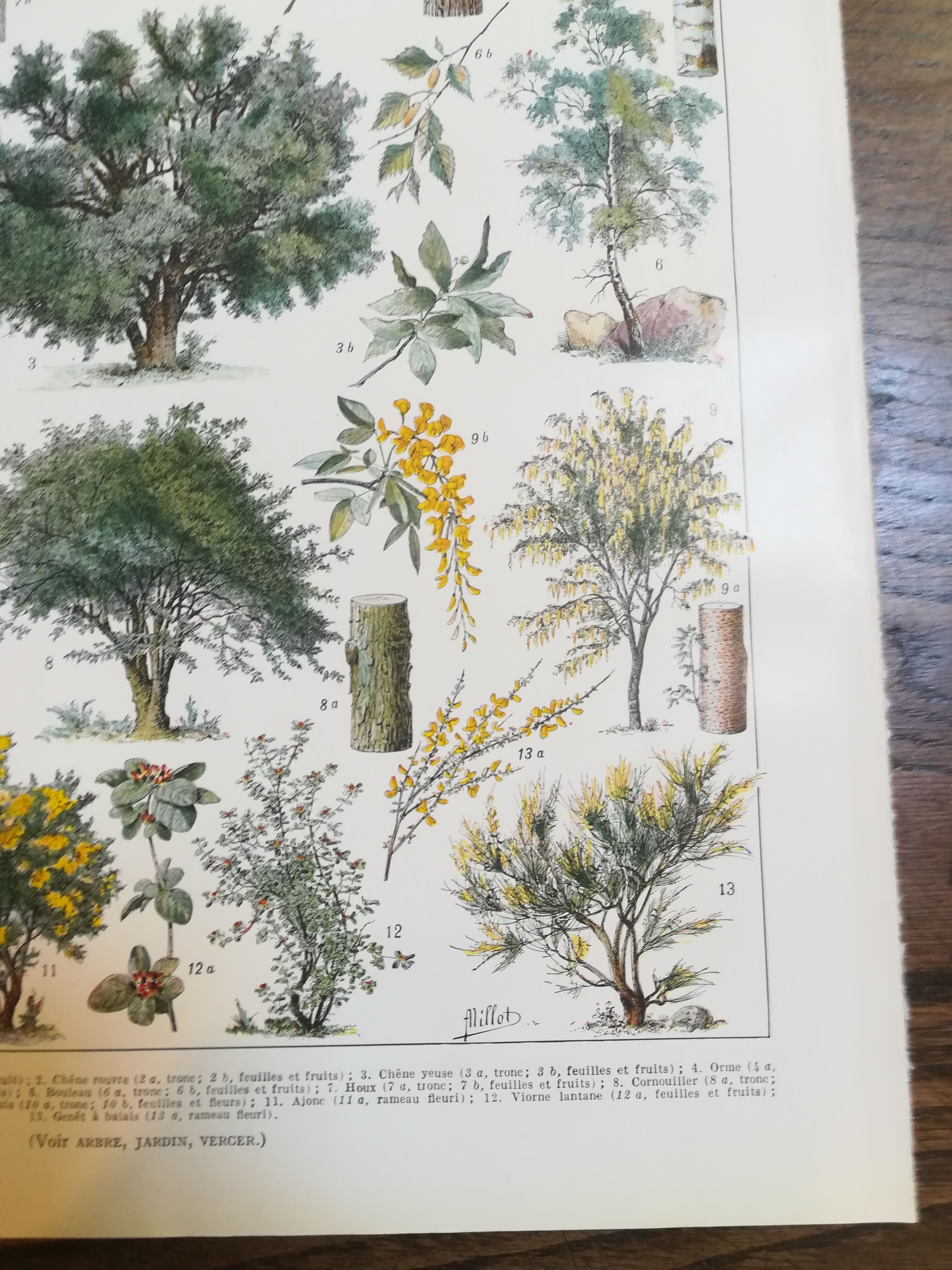 Lithographie sur les arbres de 1928 "hêtre"