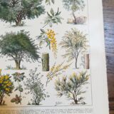 Lithographie sur les arbres de 1928 "hêtre"