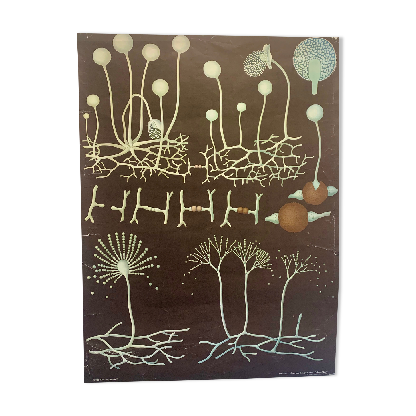 Vintage school teaching chart