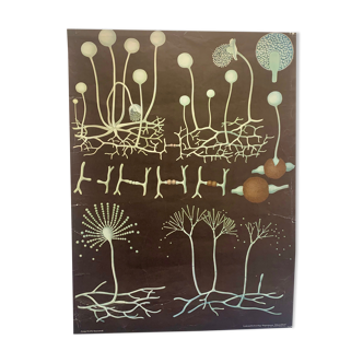 Vintage school teaching chart