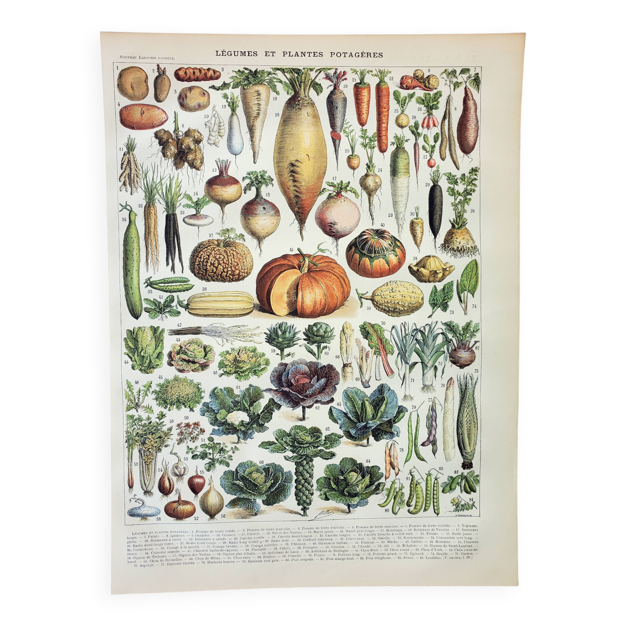Old engraving 1898, Vegetables and vegetable plants, • Lithograph, original illustration