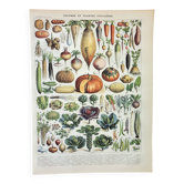 Gravure ancienne 1898, Légumes et plantes potagères, • Lithographie, illustration originale