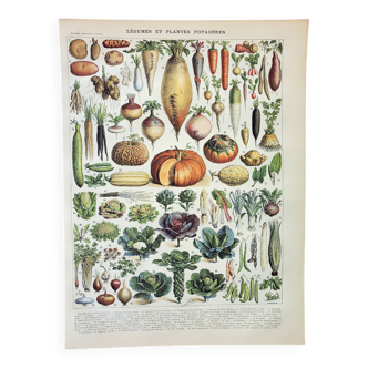 Old engraving 1898, Vegetables and vegetable plants, • Lithograph, original illustration