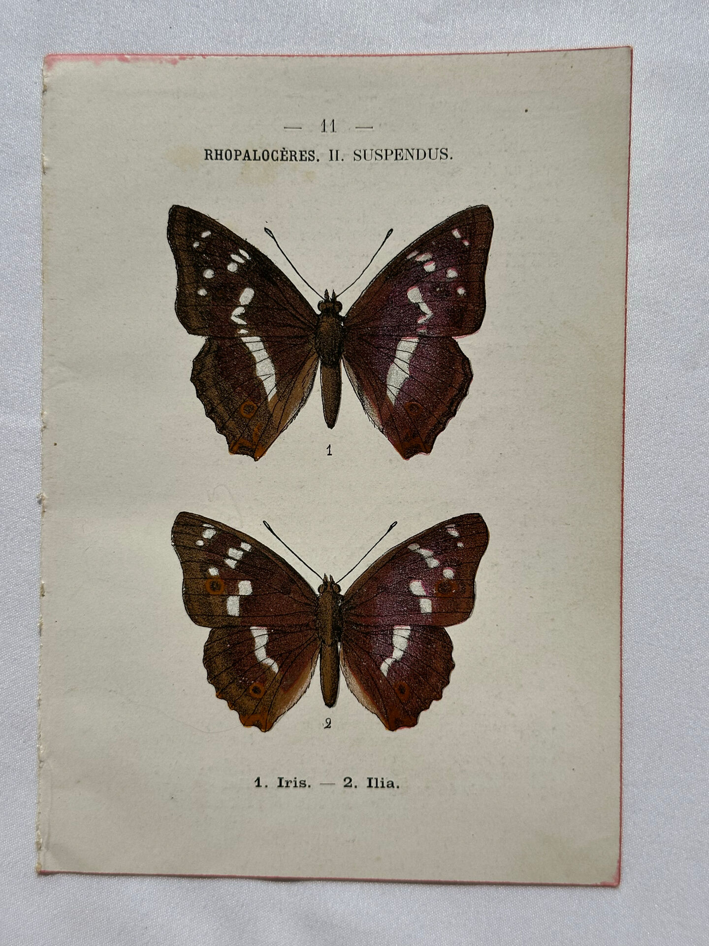 Botanical Plate 1800 Old naturalist engraving 19th century double-sided