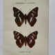 Botanical Plate 1800 Old naturalist engraving 19th century double-sided