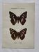Botanical Plate 1800 Old naturalist engraving 19th century double-sided