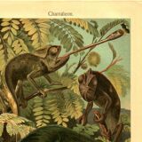 Old engraving from 1904 - Chameleons - chromolithograph zoology plate