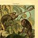Old engraving from 1904 - Chameleons - chromolithograph zoology plate