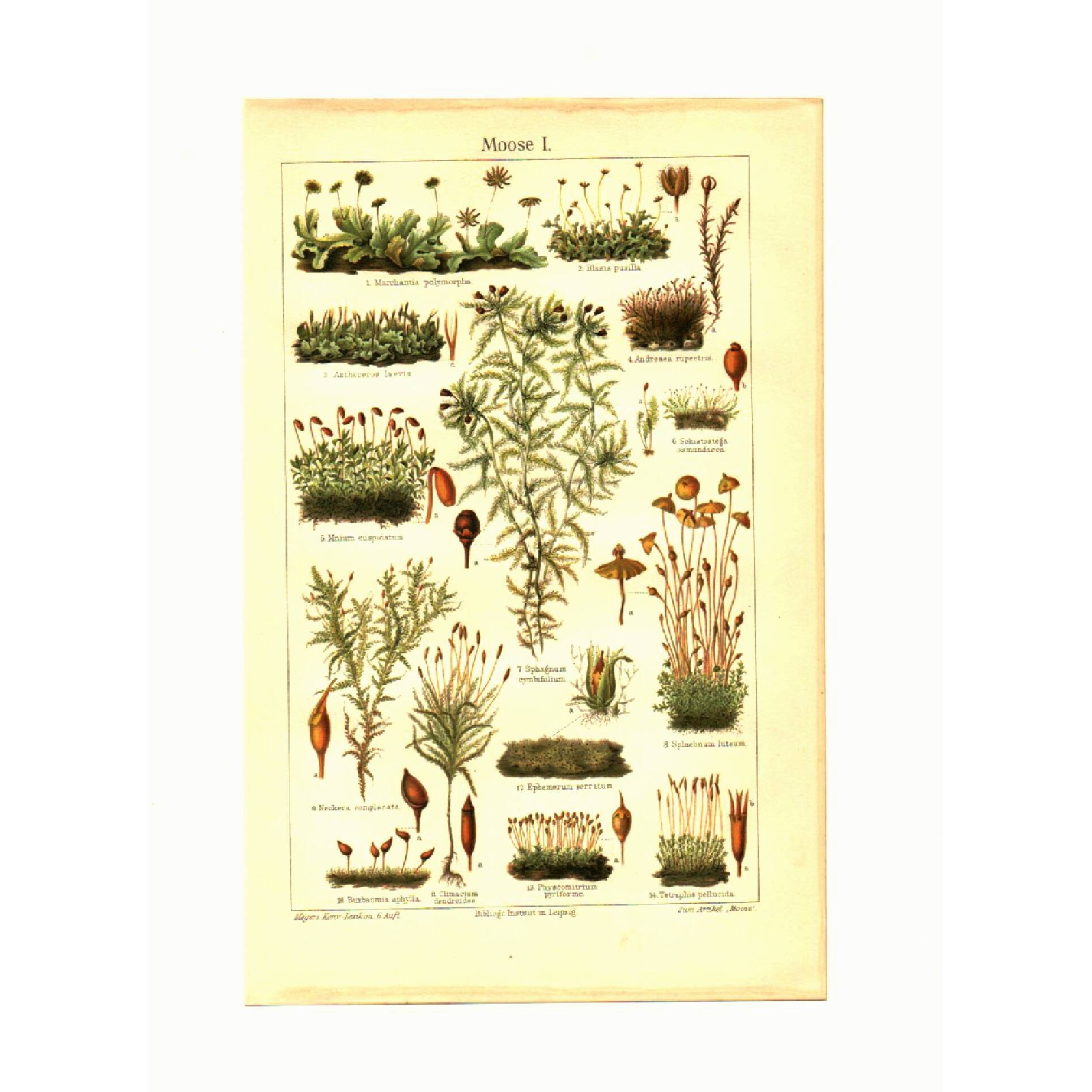 Botanical engraving from 1904 - Mosses - old plant plate