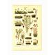 Botanical engraving from 1904 - Mosses - old plant plate