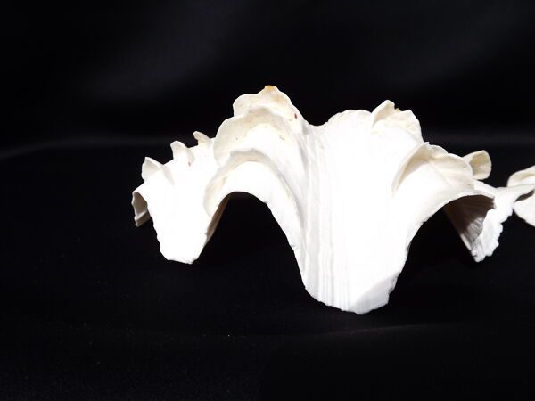 Tridacne Bénitier géant xx -ème