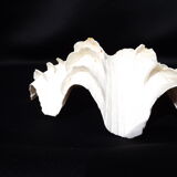 Tridacne Bénitier géant xx -ème