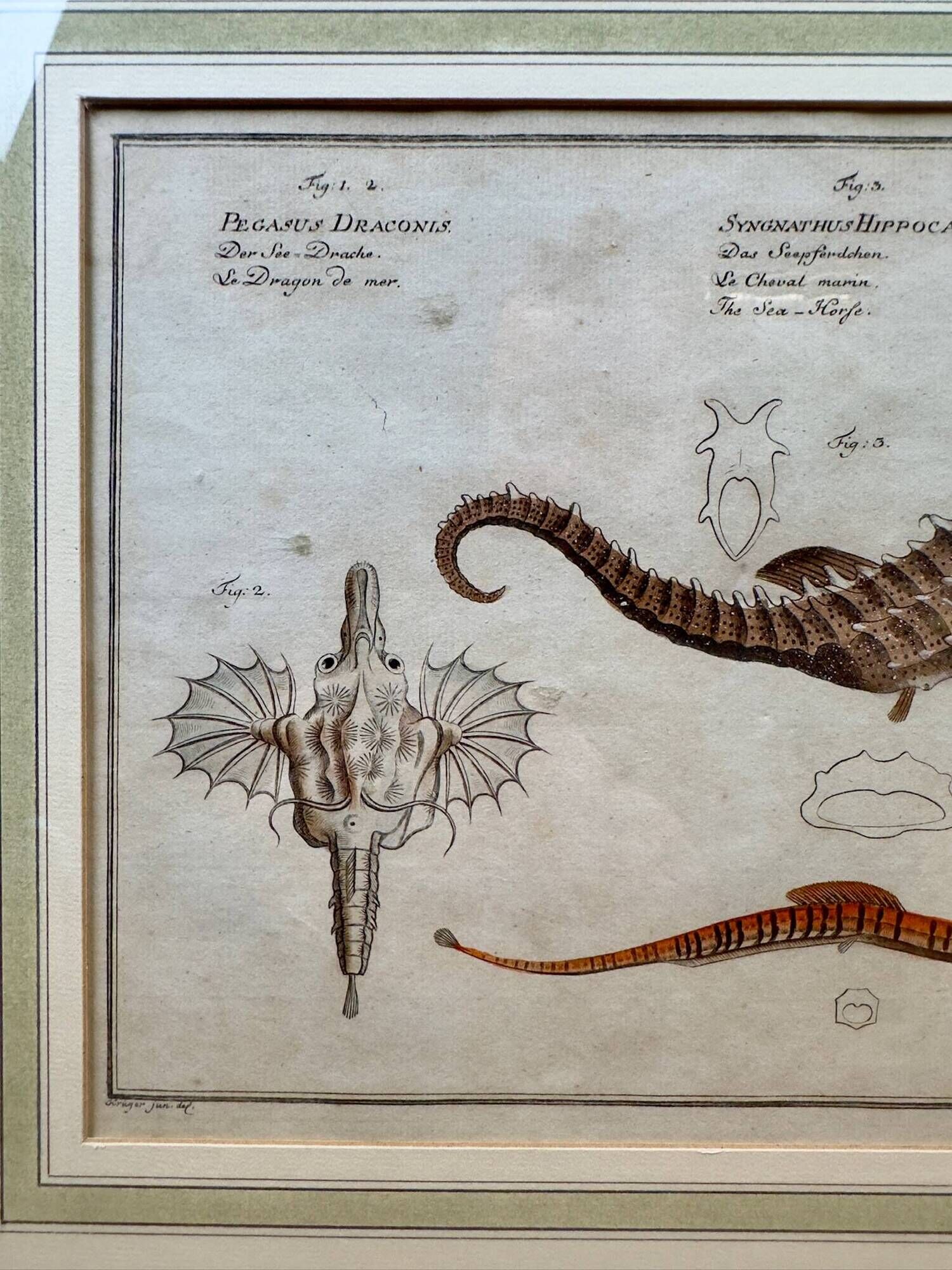 Old engraving of a seahorse and fish – Ludwig Schmidt (19th century)