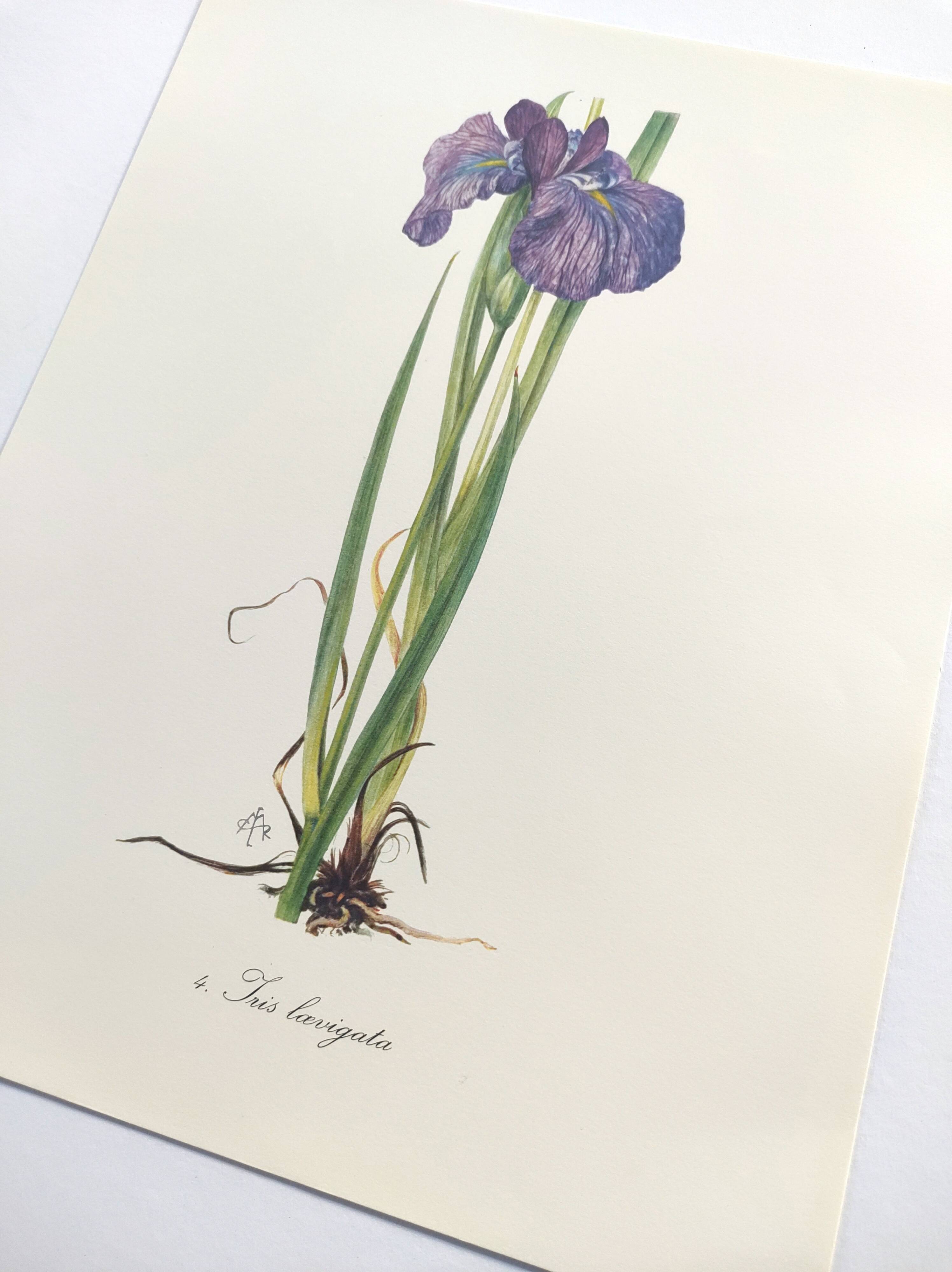 Planche Florale de 1978 - Iris - Aquarelle botanique de M.Rollinat
