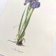 Planche Florale de 1978 - Iris - Aquarelle botanique de M.Rollinat