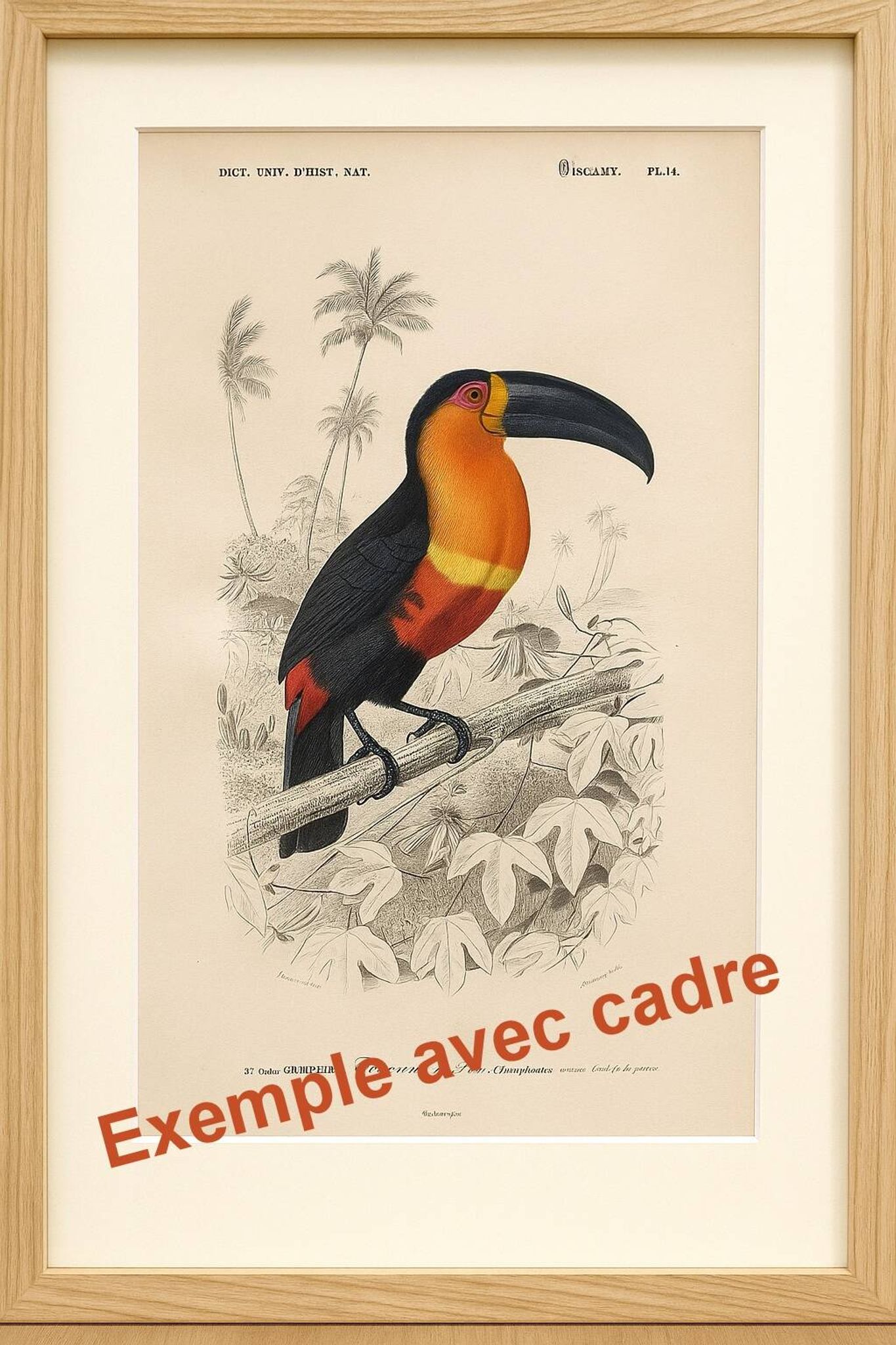 Old engraving from 1849. Egagre by E.Travies. Atlas of Orbigny. color