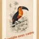 Old engraving from 1849. Egagre by E.Travies. Atlas of Orbigny. color
