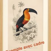 Old engraving from 1849. Egagre by E.Travies. Atlas of Orbigny. color